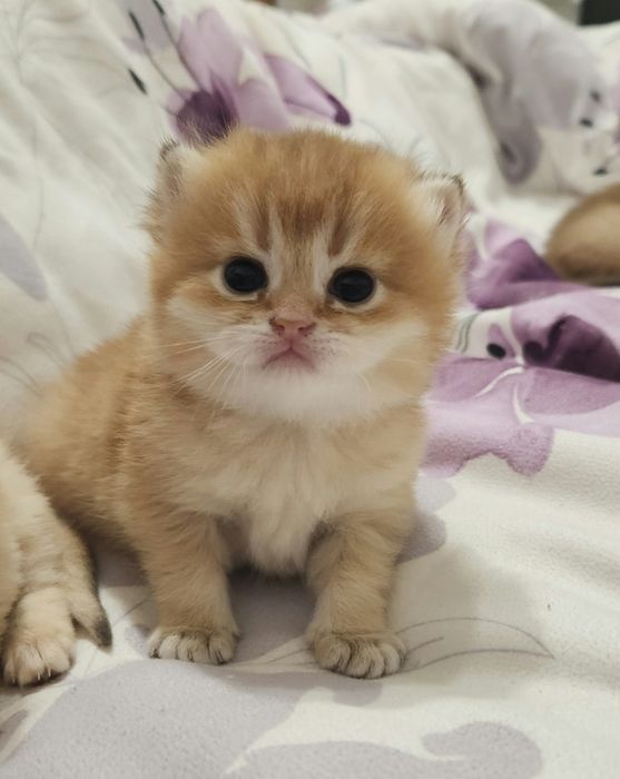 Шотландці золота шиншила