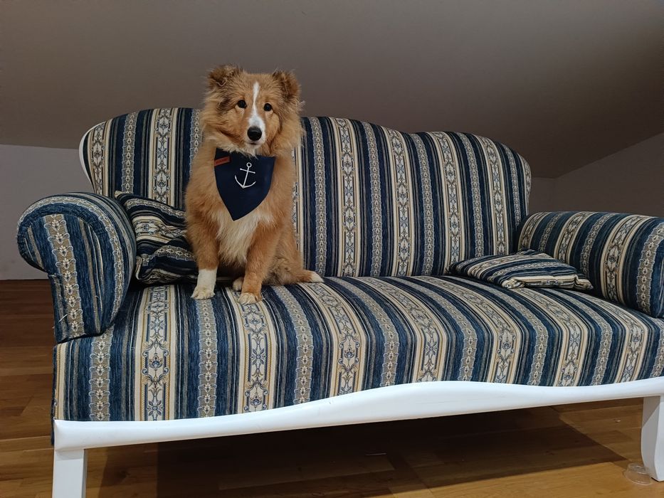 Owczarek szetlandzki