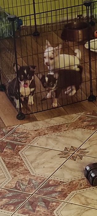 Piesek chihuahua biały ze znaczeniami merle