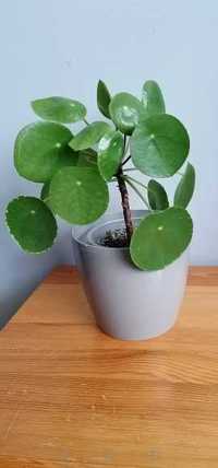 Pilea  peperomioides- pieniążek.