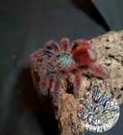 Pająk/Ptasznik Caribena versicolor (ptasznik wielobarwny)+gratisy