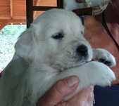 Golden retriever Związek Kynologiczny w Polsce FCI piękne szczenięta