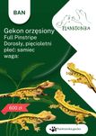 Gekon orzęsiony Ban full pinstripe dorosły ciliatus