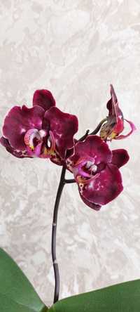 Продам красивую сортовую орхидею.