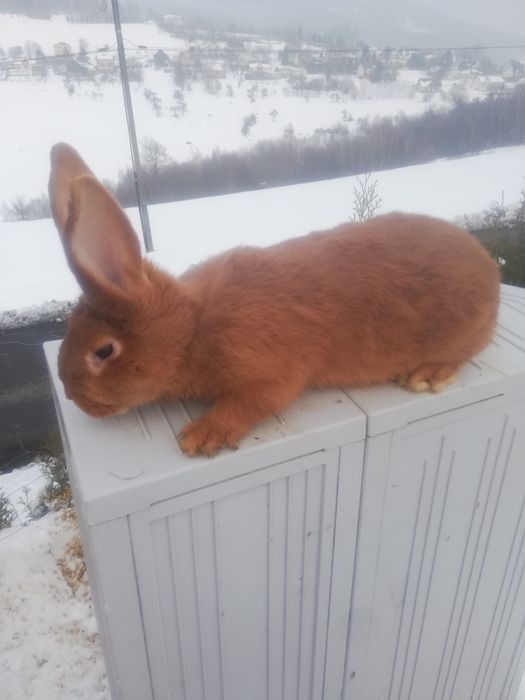 Sprzedam samca nowozeland