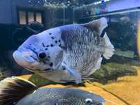 Gourami cinza gigante