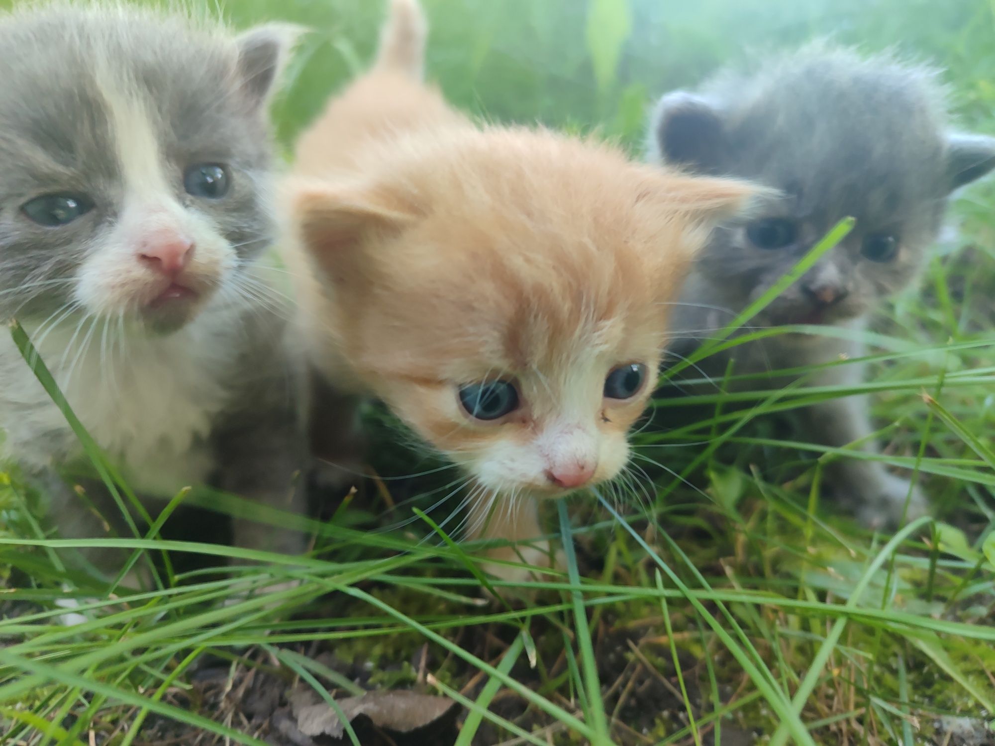 Віддам кошенят у добрі руки