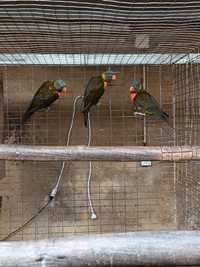 Loris Molucanos casal GG, Garrulus macho.