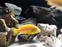 Crias Caeruleus Ciclideo