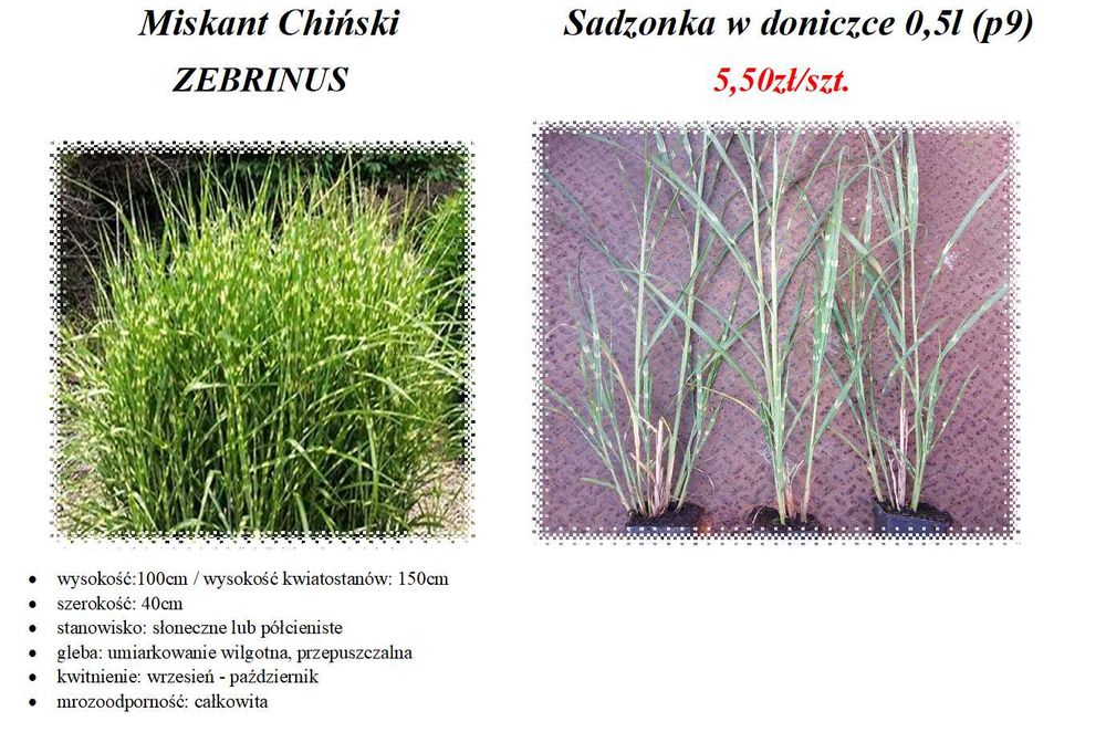 Miskant Zebrinus doniczka p9 wysyłka