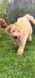 Samiec mini labradoodle f2 apricot