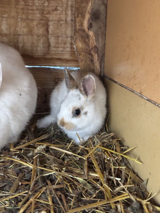Królik miniaturka trójbarwny
