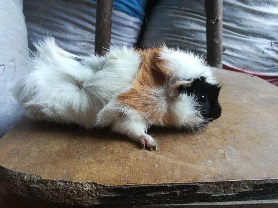 Морские свинки разные