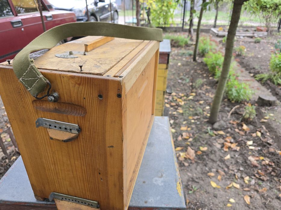 Улий наблюдательный, лечебный новый