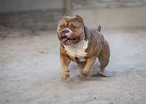 ABKC CHAMPION American bully standard linia muscletones