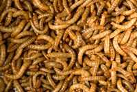 150g larvas de tenébrio
