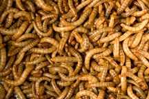 150g larvas de tenébrio