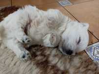 West Highland white terrier