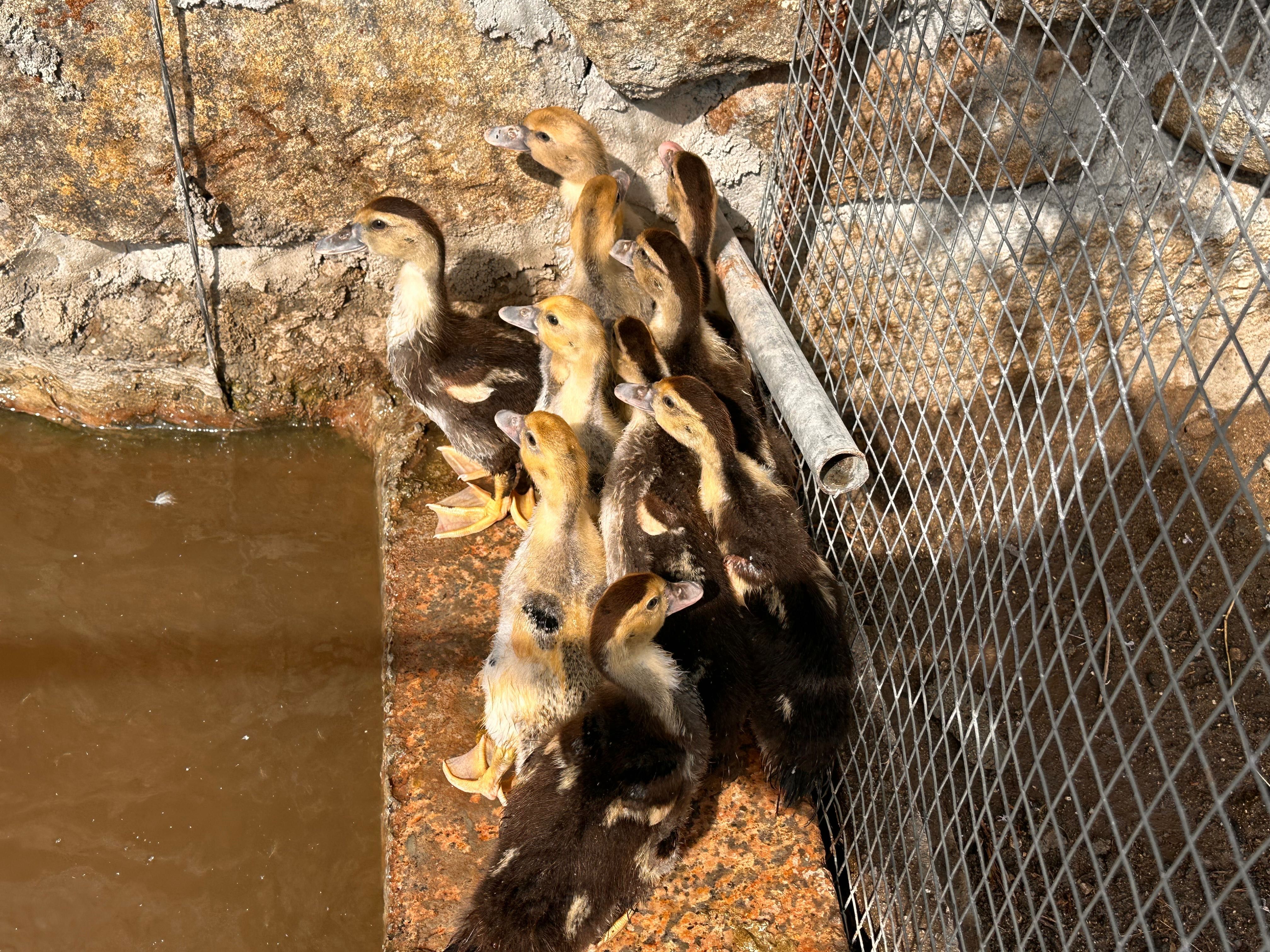 Patos mudos machos/femias
