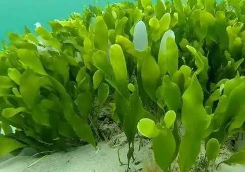 Caulerpa Prolifera - alga natural para aquário marinho