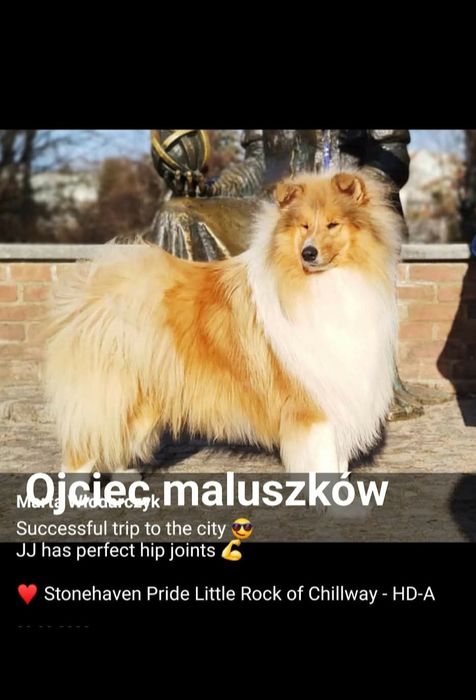 Owczarek szkocki długowłosy (FCI)