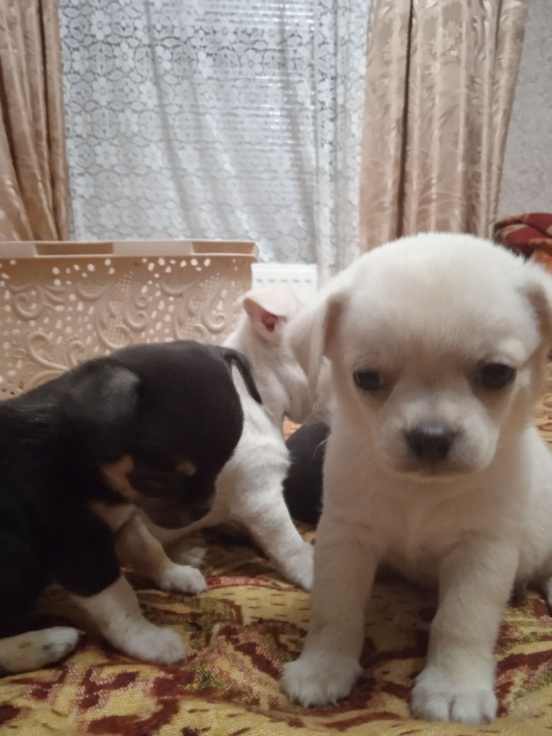 Чихуахуа. Цуценята.