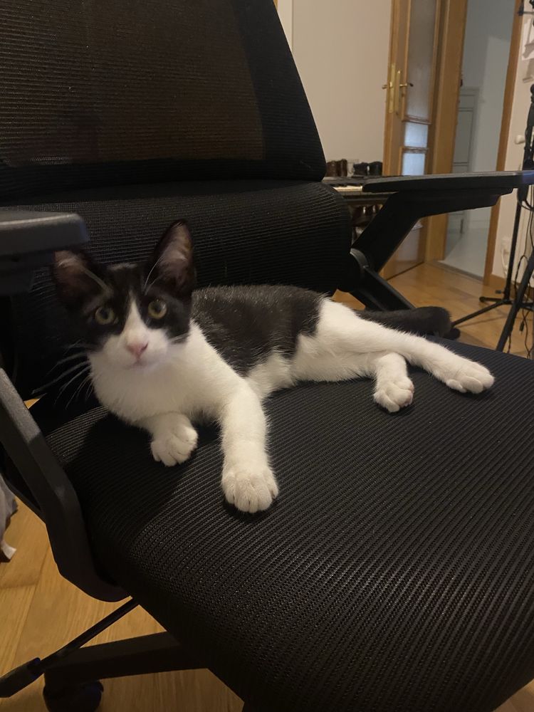 Gato bebé para adoção
