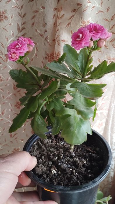 Хойя,санси каланхое.