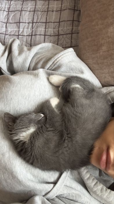 Отдам кошку в добрые руки !