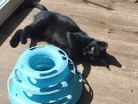 Gatinha para adopção