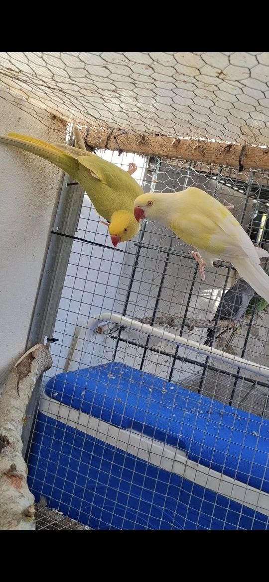 2 casais Ring neck