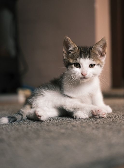 Dwa kotki do adopcji Łapy/Białystok