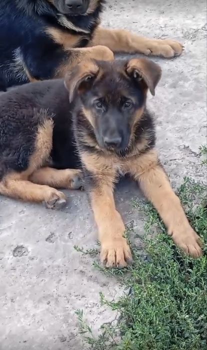 Щенок немецкой овчарки