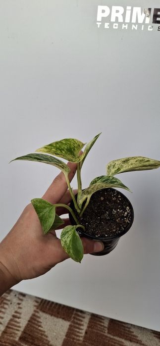 Кімнатні рослини