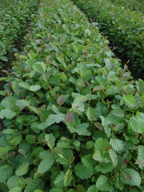 olcha czarna, olsza, sadzonki leśne, rośliny