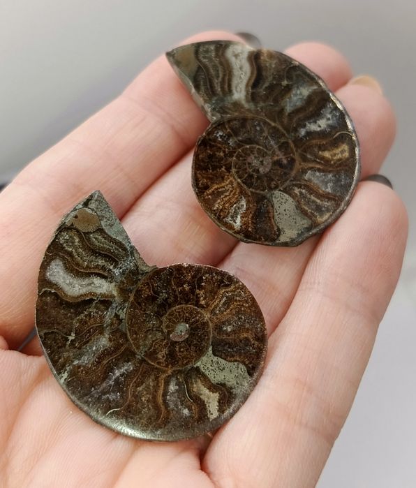 Amonit "parka" dwie sztuki