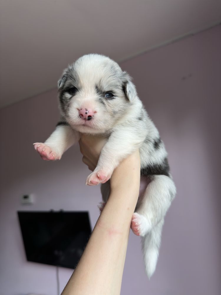 Szczenię Border Collie FCI