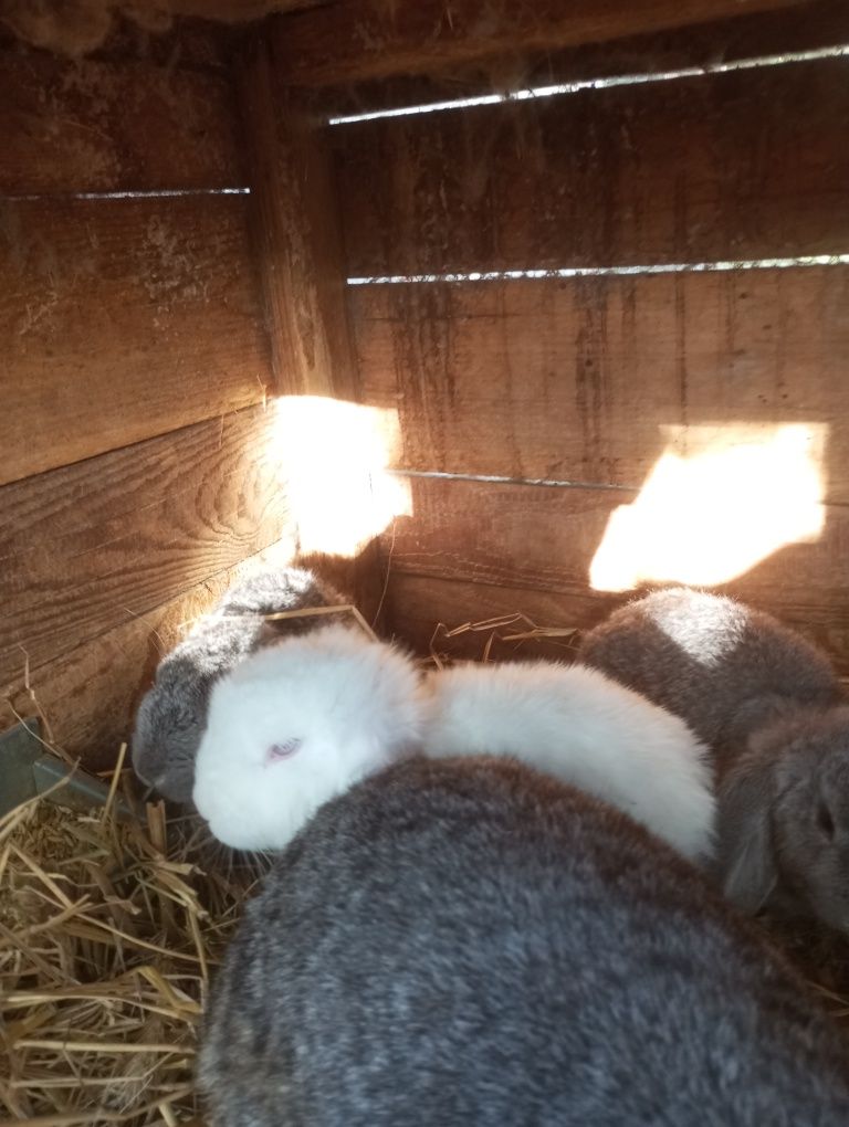 Młode króliki baran francuski