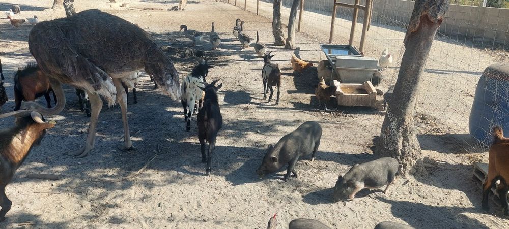 Animais de quinta 5€\kg