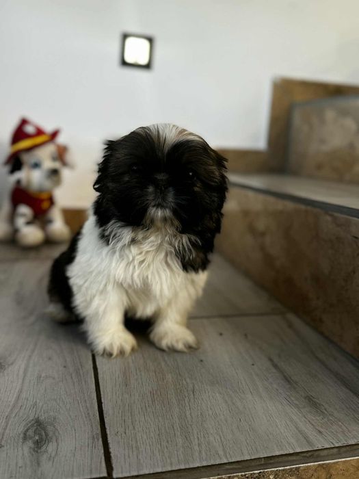 Śliczny piesek Shih Tzu