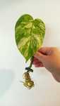Monstera marmorata aurea