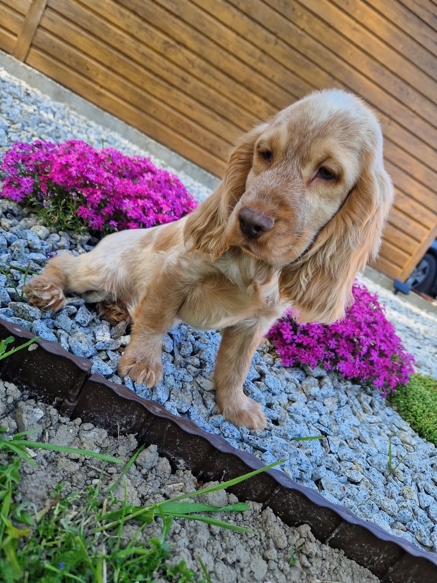 Piesek cocker spaniel