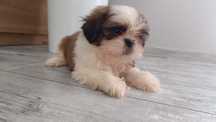 Piesek szczeniak shih tzu
