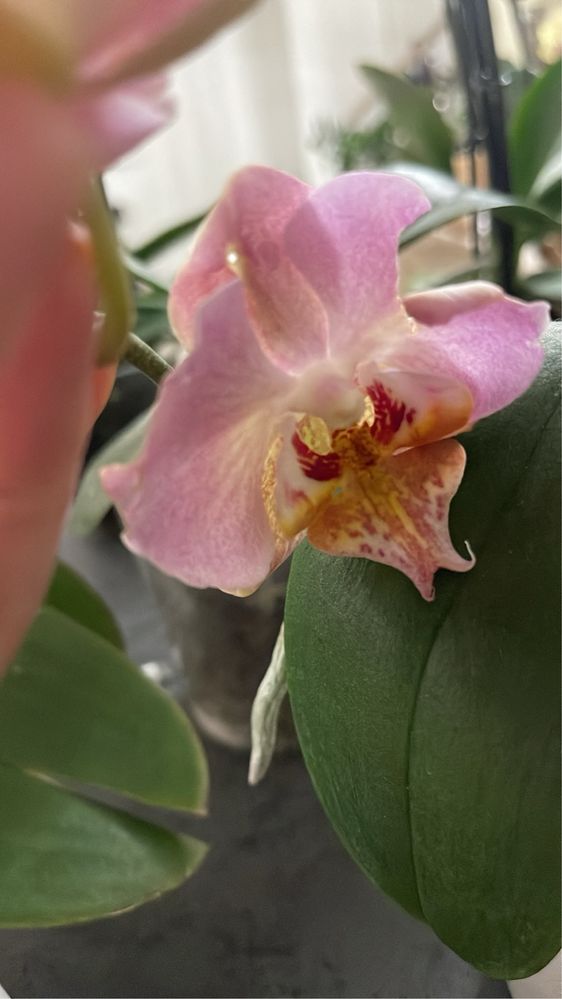 Продам орхидею пудрового оттенка