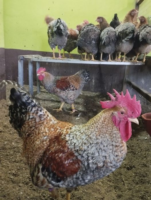 Півні Білефельдори