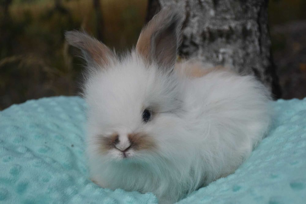 Angora Angielska YORCZEK małe 7 tyg
