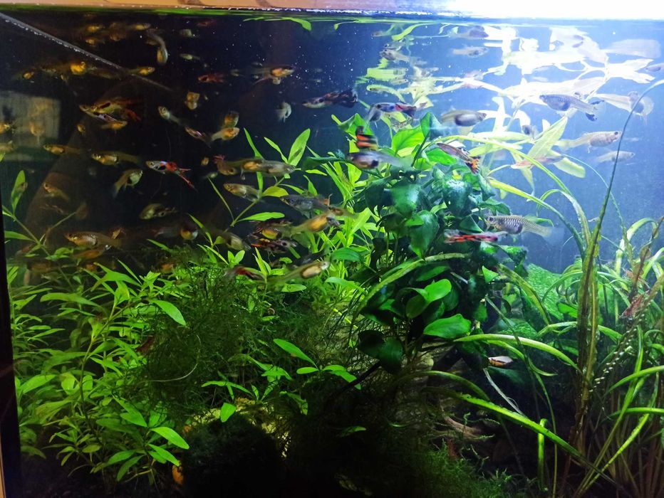 Akwarium kompletne