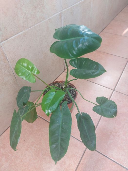 Рослина філадендрон "Бурлемакс "