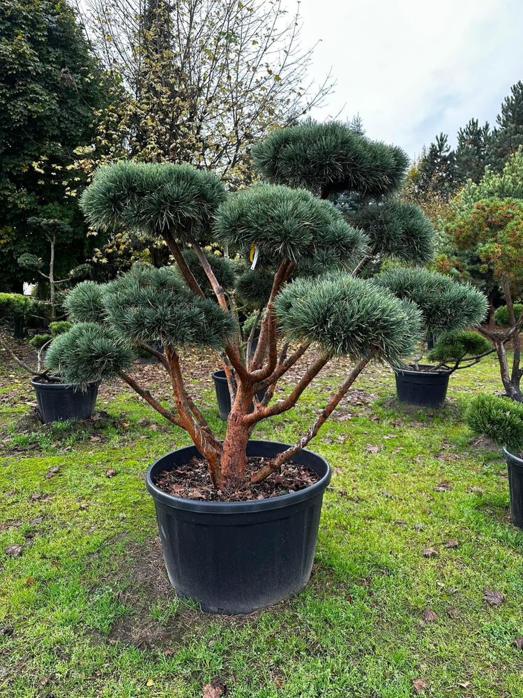 Bonsai-Niwaki formowane sosna cis jałowiec. Laurowiśnia jodła szmaragd