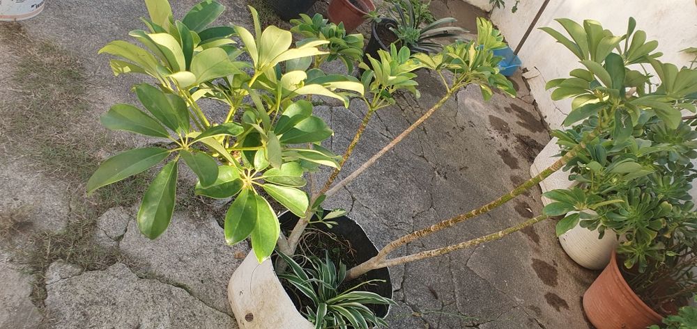 Arbusto 2 pés 1 aranha